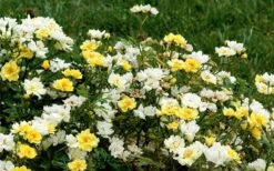 Lemon Drift Groundcover Rose - 2 Gallon Pot 11 Lemon Drift Groundcover Rose - 2 Gallon Pot -Wilson Bros Gardens rose lemon drift 6 1