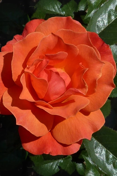 Livin Easy Rose - 3 Gallon Pot 1 Livin Easy Rose - 3 Gallon Pot