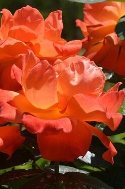 Livin Easy Rose - 3 Gallon Pot 9 Livin Easy Rose - 3 Gallon Pot -Wilson Bros Gardens rose livin easy 26