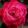 Louis Phillippe Rose - 3 Gallon Pot