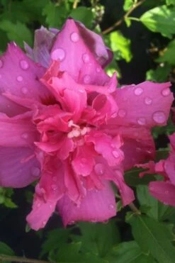 Lucy Rose Of Sharon (Althea) - Hibiscus Syriacus - 3 Gallon Pot -Wilson Bros Gardens rose of sharon lucy 5