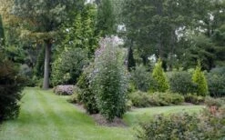 Red Pillar Rose Of Sharon - 3 Gallon Pot -Wilson Bros Gardens rose of sharon purple pillar 21