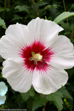 Red Heart Rose Of Sharon (Single Trunk Tree) - 5 Gallon Pot 9 Red Heart Rose Of Sharon (Single Trunk Tree) - 5 Gallon Pot -Wilson Bros Gardens rose of sharon red heart 13 2