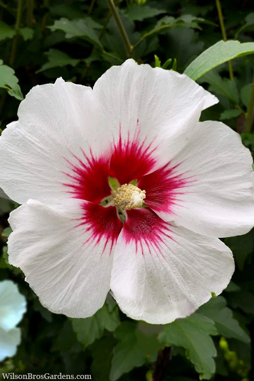 Red Heart Rose Of Sharon - 5 Gallon Pot 1 Red Heart Rose Of Sharon - 5 Gallon Pot