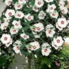 Red Heart Rose Of Sharon (Single Trunk Tree) - 5 Gallon Pot