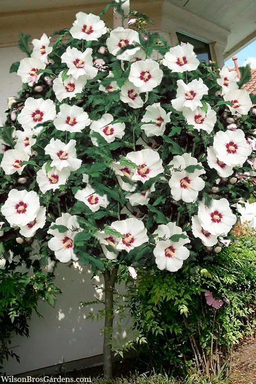 Red Heart Rose Of Sharon (Single Trunk Tree) - 5 Gallon Pot 1 Red Heart Rose Of Sharon (Single Trunk Tree) - 5 Gallon Pot