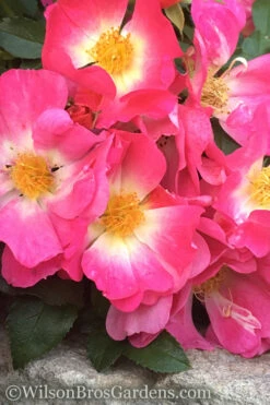 Pink Drift Groundcover Rose - 3 Gallon Pot -Wilson Bros Gardens rose pink drift 11