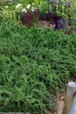 Blue Lagoon Rosemary - 1 Gallon Pot -Wilson Bros Gardens rosmarinus officinalis blue lagoon rosemary 2