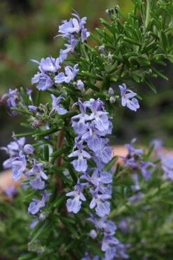 Blue Lagoon Rosemary - 1 Gallon Pot -Wilson Bros Gardens rosmarinus officinalis blue lagoon rosemary 3