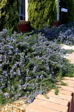 Blue Lagoon Rosemary - 5 Pack Of Quart Pots