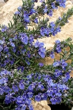 Blue Lagoon Rosemary - 1 Gallon Pot -Wilson Bros Gardens rosmarinus officinalis blue lagoon rosemary 5