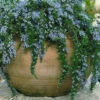 Blue Rain Trailing Rosemary - 5 Pack Of Quart Pots