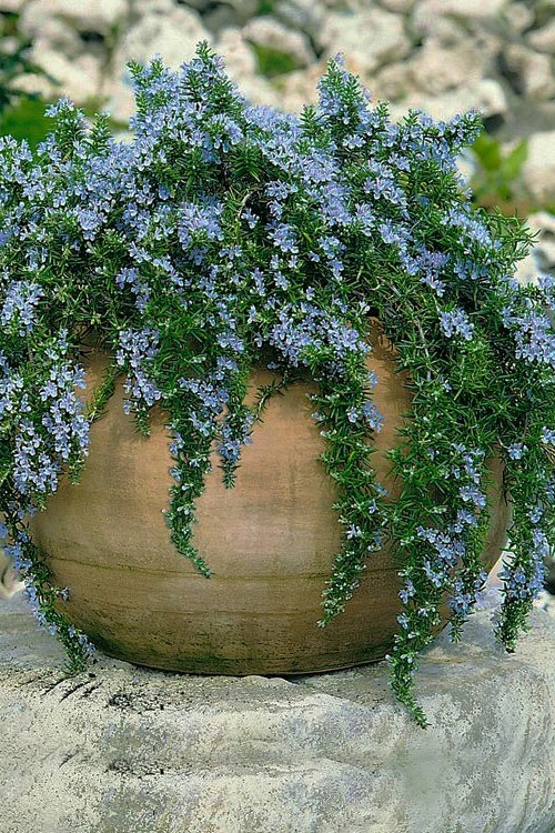 Blue Rain Trailing Rosemary - 5 Pack Of Quart Pots 1 Blue Rain Trailing Rosemary - 5 Pack Of Quart Pots