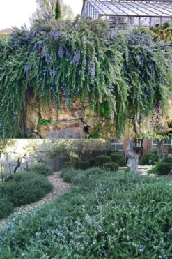 Blue Rain Trailing Rosemary - 5 Pack Of Quart Pots 10 Blue Rain Trailing Rosemary - 5 Pack Of Quart Pots -Wilson Bros Gardens rosmarinus officinalis blue rain creeping rosemary 14