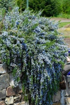 Blue Rain Trailing Rosemary - 5 Pack Of Quart Pots 12 Blue Rain Trailing Rosemary - 5 Pack Of Quart Pots -Wilson Bros Gardens rosmarinus officinalis blue rain creeping rosemary 15