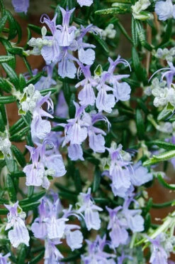 Blue Rain Trailing Rosemary - 5 Pack Of Quart Pots 11 Blue Rain Trailing Rosemary - 5 Pack Of Quart Pots -Wilson Bros Gardens rosmarinus officinalis blue rain creeping rosemary 2
