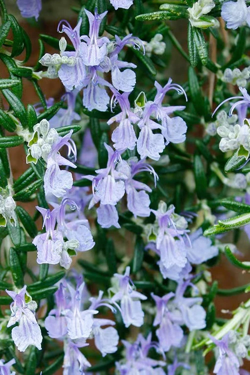 Blue Rain Trailing Rosemary - 5 Pack Of Quart Pots 5 Blue Rain Trailing Rosemary - 5 Pack Of Quart Pots - Image 5