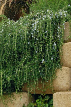 Blue Rain Trailing Rosemary - 5 Pack Of Quart Pots 13 Blue Rain Trailing Rosemary - 5 Pack Of Quart Pots -Wilson Bros Gardens rosmarinus officinalis blue rain creeping rosemary 5