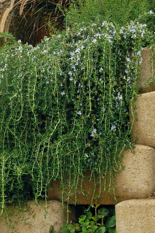 Blue Rain Trailing Rosemary - 5 Pack Of Quart Pots 7 Blue Rain Trailing Rosemary - 5 Pack Of Quart Pots - Image 7