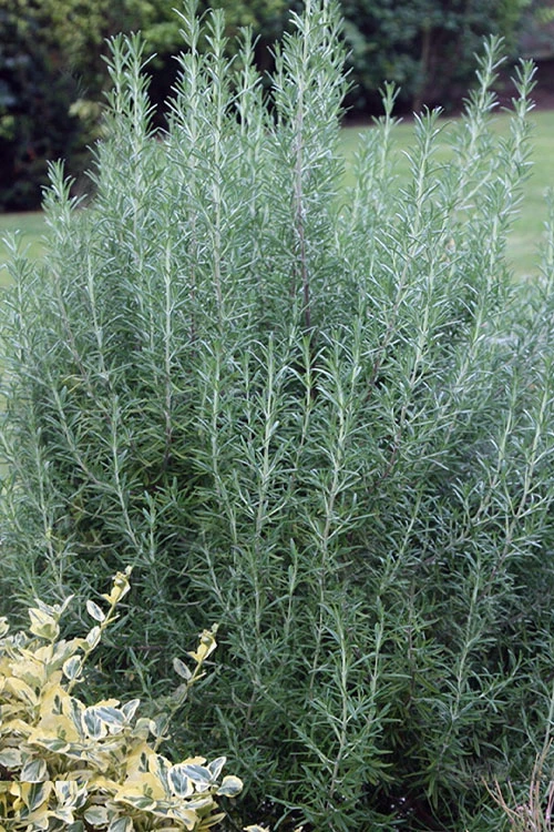 Salem Rosemary - 1 Gallon Pot 1 Salem Rosemary - 1 Gallon Pot