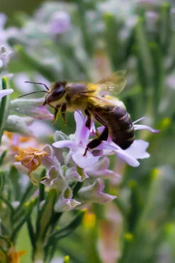 Salem Rosemary - 1 Gallon Pot 9 Salem Rosemary - 1 Gallon Pot -Wilson Bros Gardens rosmarinus officinalis salem rosemary 6