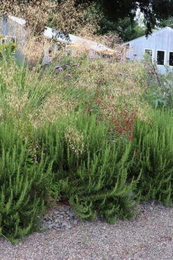 Shady Acres Rosemary - 5 Pack Of Quart Pots -Wilson Bros Gardens rosmarinus officinalis shady acres rosemary 4