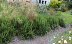 Shady Acres Rosemary - 5 Pack Of Quart Pots -Wilson Bros Gardens rosmarinus officinalis shady acres rosemary 5