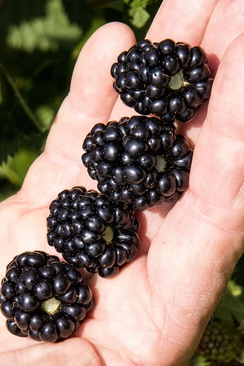 Ponca Thornless Blackberry - 1 Gallon Pot 1 Ponca Thornless Blackberry - 1 Gallon Pot