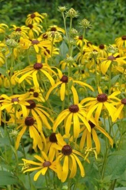 Sweet Coneflower (Rudbeckia Subtomentosa) - 1 Gallon Pot -Wilson Bros Gardens rudbeckia subtomentosa sweet coneflower 3