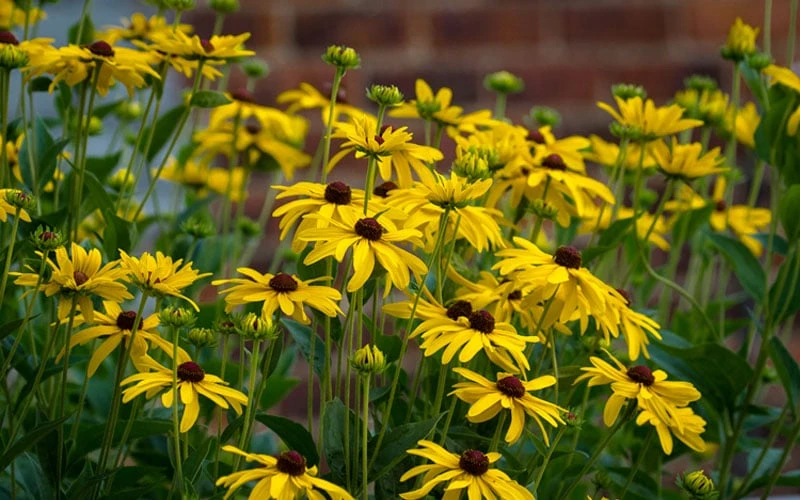 Sweet Coneflower (Rudbeckia Subtomentosa) - 6 Pack Of 1 Gallon Pots 5 Sweet Coneflower (Rudbeckia Subtomentosa) - 6 Pack Of 1 Gallon Pots - Image 5