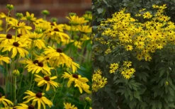 Sweet Coneflower (Rudbeckia Subtomentosa) - 1 Gallon Pot -Wilson Bros Gardens rudbeckia subtomentosa sweet coneflower 5