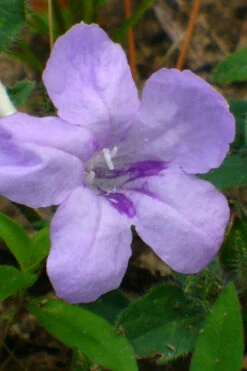 Fringeleaf Wild Petunia (Ruellia Humilis) - 1 Gallon Pot -Wilson Bros Gardens ruellia humilis fringeleaf wild petunia 1