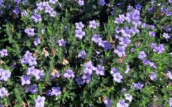 Fringeleaf Wild Petunia (Ruellia Humilis) - 1 Gallon Pot -Wilson Bros Gardens ruellia humilis fringeleaf wild petunia 3