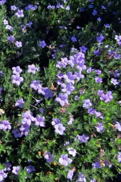 Fringeleaf Wild Petunia (Ruellia Humilis) - 1 Gallon Pot -Wilson Bros Gardens ruellia humilis fringeleaf wild petunia 4