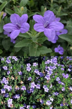 Fringeleaf Wild Petunia (Ruellia Humilis) - 1 Gallon Pot -Wilson Bros Gardens ruellia humilis fringeleaf wild petunia 5
