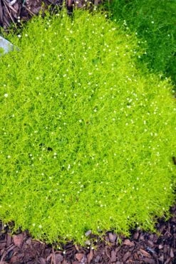 Golden Scotch Moss (Sagina Subulata 'Aurea') - 5 Pack Of Quart Pots 12 Golden Scotch Moss (Sagina Subulata 'Aurea') - 5 Pack Of Quart Pots -Wilson Bros Gardens sagina subulata aurea golden scotch moss 1 1