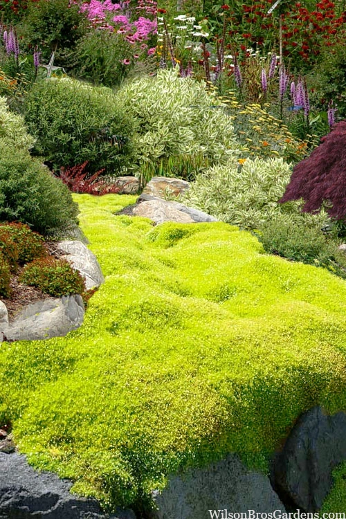 Golden Scotch Moss (Sagina Subulata 'Aurea') - 5 Pack Of Quart Pots 1 Golden Scotch Moss (Sagina Subulata 'Aurea') - 5 Pack Of Quart Pots