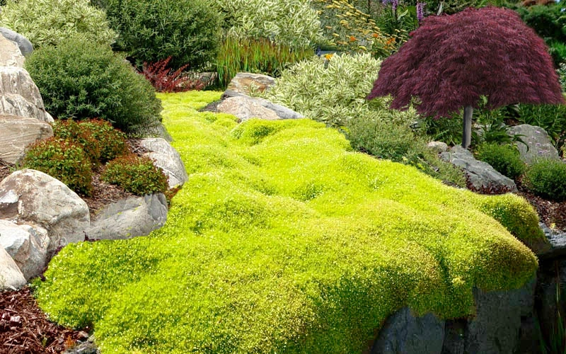 Golden Scotch Moss (Sagina Subulata 'Aurea') - 5 Pack Of Pint Pots 7 Golden Scotch Moss (Sagina Subulata 'Aurea') - 5 Pack Of Pint Pots - Image 7