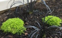 Golden Scotch Moss (Sagina Subulata 'Aurea') - 5 Pack Of Quart Pots 11 Golden Scotch Moss (Sagina Subulata 'Aurea') - 5 Pack Of Quart Pots -Wilson Bros Gardens sagina subulata aurea golden scotch moss 2 1