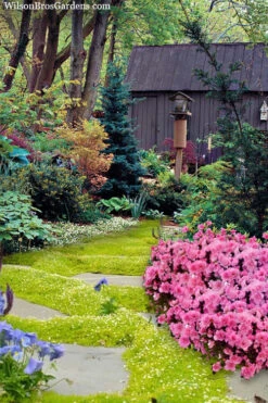 Golden Scotch Moss (Sagina Subulata 'Aurea') - 5 Pack Of Quart Pots 10 Golden Scotch Moss (Sagina Subulata 'Aurea') - 5 Pack Of Quart Pots -Wilson Bros Gardens sagina subulata aurea golden scotch moss 5 1