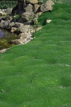 Irish Moss (Sagina Subulata) - 5 Pack Of Pint Pots -Wilson Bros Gardens sagina subulata iris moss 5 1