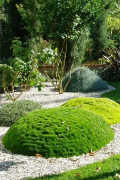 Irish Moss (Sagina Subulata) - 5 Pack Of Quart Pots -Wilson Bros Gardens sagina subulata iris moss 6