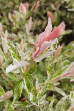 Flamingo Dappled Willow (Shrub Form) - 3 Gallon Pot -Wilson Bros Gardens salix integra flamingo dappled willow bush 3 1