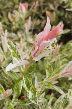 Flamingo Dappled Willow (Shrub Form) - 1 Gallon Pot -Wilson Bros Gardens salix integra flamingo dappled willow bush 3