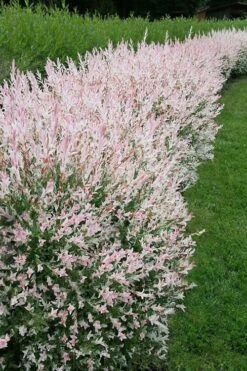 Flamingo Dappled Willow (Shrub Form) - 1 Gallon Pot -Wilson Bros Gardens salix integra flamingo dappled willow bush 4