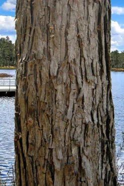 Black Willow Tree (Salix Nigra) - 1 Gallon Pot -Wilson Bros Gardens salix nigra black willow tree 4