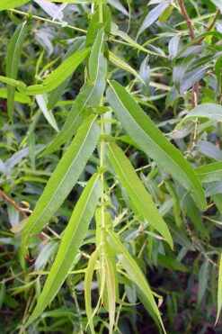 Black Willow Tree (Salix Nigra) - 3 Pack Of 1.5 Quart Pots 10 Black Willow Tree (Salix Nigra) - 3 Pack Of 1.5 Quart Pots -Wilson Bros Gardens salix nigra black willow tree 5 1