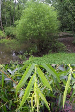 Black Willow Tree (Salix Nigra) - 1 Gallon Pot -Wilson Bros Gardens salix nigra black willow tree 7