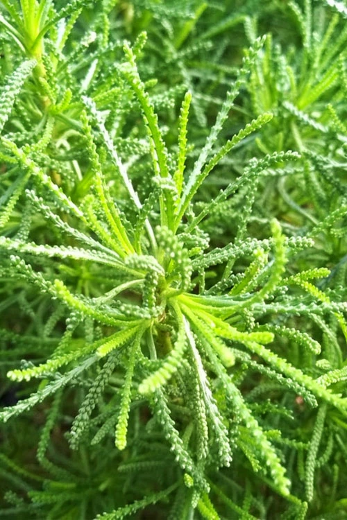 Green Santolina (Lavender Cotton) - 5 Pack Of Quart Pots 5 Green Santolina (Lavender Cotton) - 5 Pack Of Quart Pots - Image 5