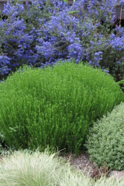 Green Santolina (Lavender Cotton) - 5 Pack Of Quart Pots 16 Green Santolina (Lavender Cotton) - 5 Pack Of Quart Pots -Wilson Bros Gardens santolina virens green lavender cotton 3